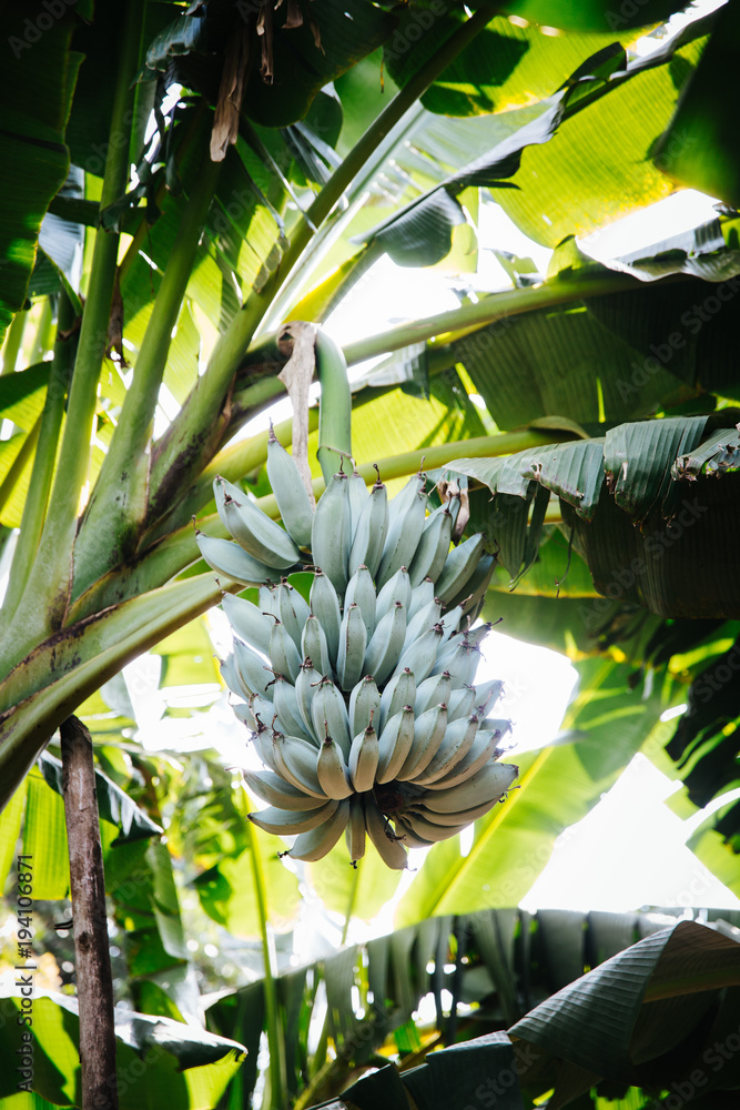 custom made wallpaper toronto digitalgreen bananas in Uganda