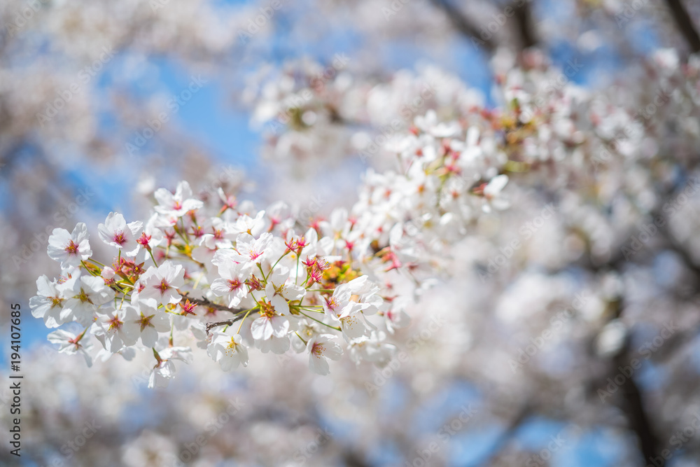 Soft focus light pink cherry blossom flowers blooming with blue sky, Sakura flowers in spring season at Naksan park, South Korea on April 12, 2017
