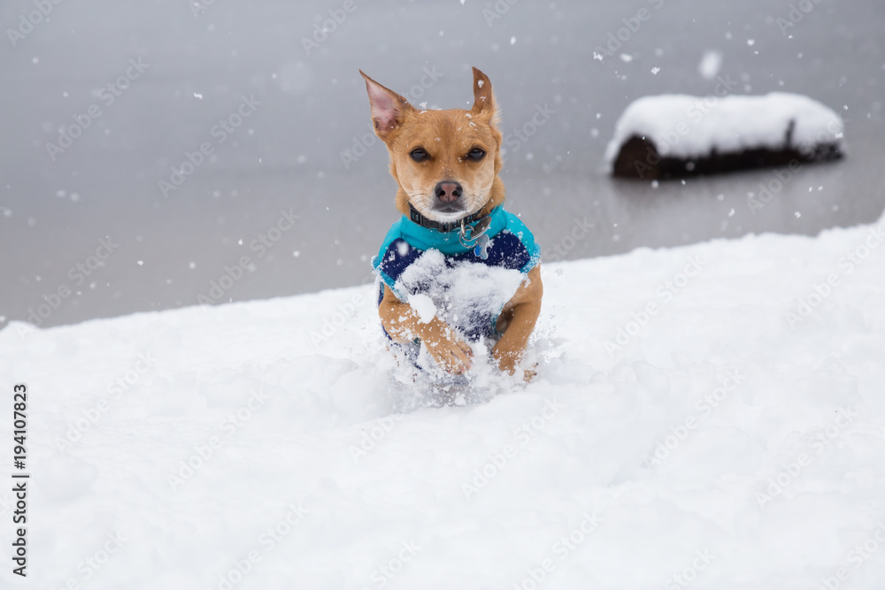 Small Chihuahua playing in the snow. Taken in Squamish, British Columbia, Canada. Small Chihuahua playing in the snow. Taken in Squamish, British Columbia, Canada.