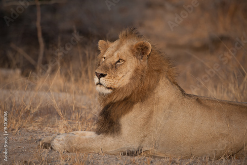 A horizontal  cropped  colour photograph of a male lion  Panthera leo  in the Greater Kruger Transfrontier Park  South Africa.