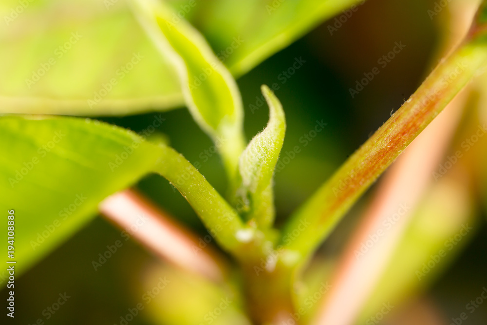 Young leaves on an indoor plant Young leaves on an indoor plant