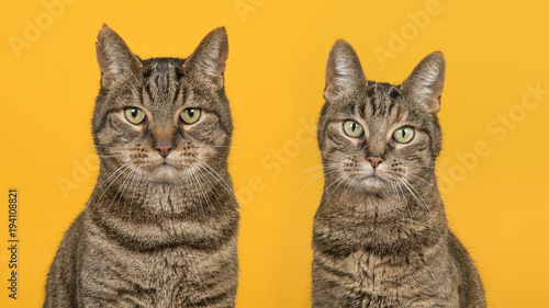 Fototapeta Naklejka Na Ścianę i Meble -  Portrait of two tabby cats of a male and female cat looking at the camera on a yellow background