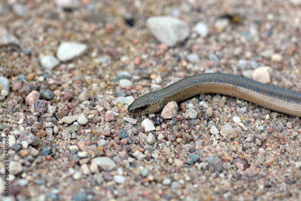 snake on the sand snake on the sand