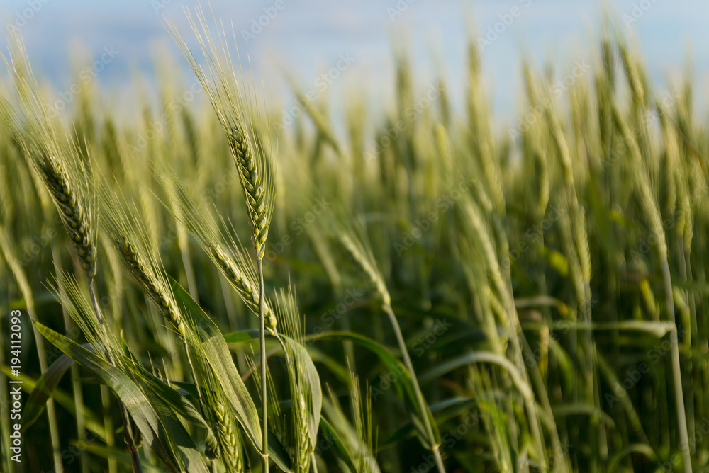 growing green spikelets in the field growing green spikelets in the field