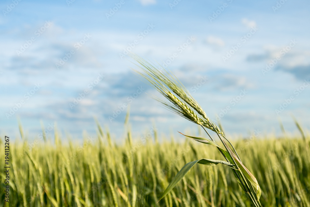 growing green spikelets in the field growing green spikelets in the field