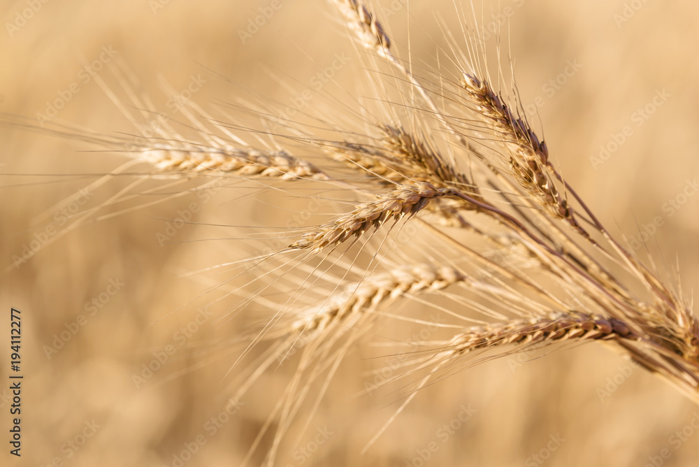 Ripe wheat in the field closeup Ripe wheat in the field closeup
