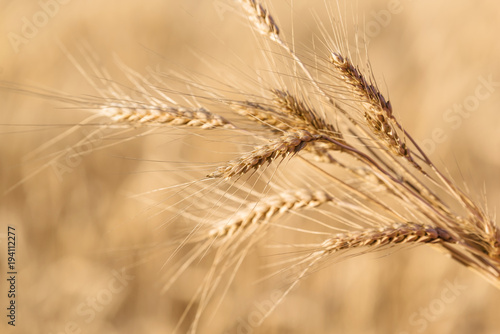 Ripe wheat in the field closeup