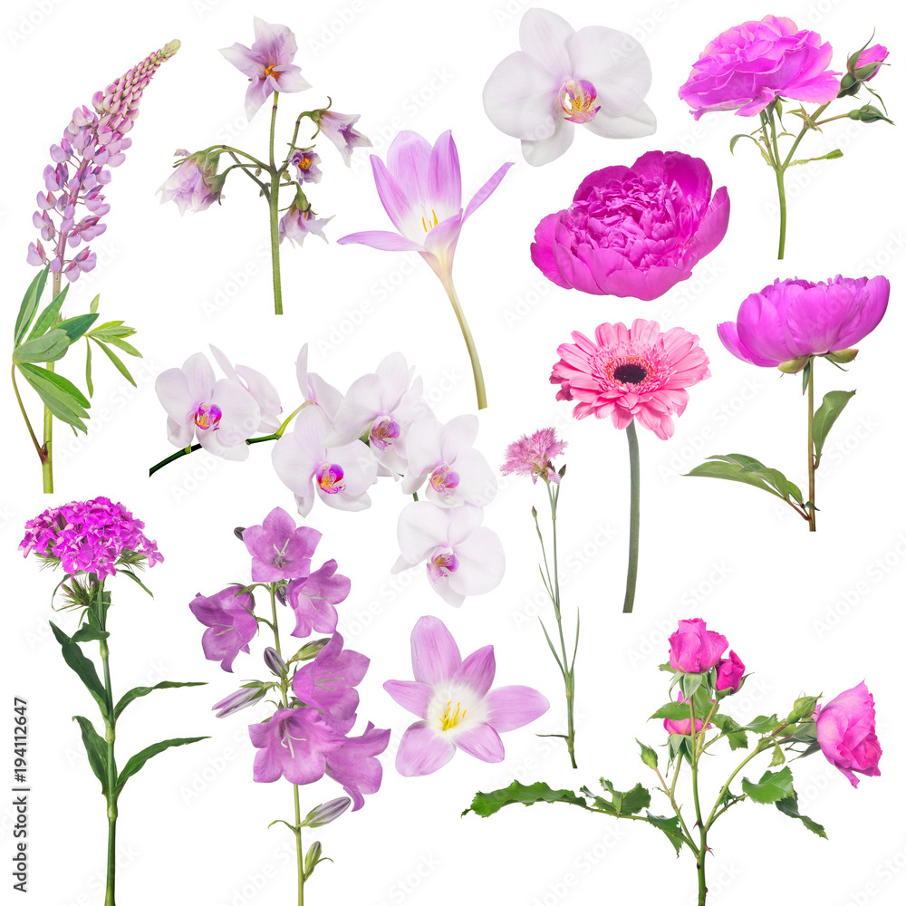 set of fourteen pink color flowers isolated on white