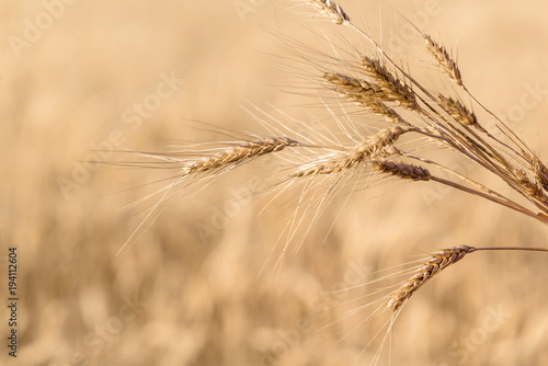 Ripe wheat in the field closeup