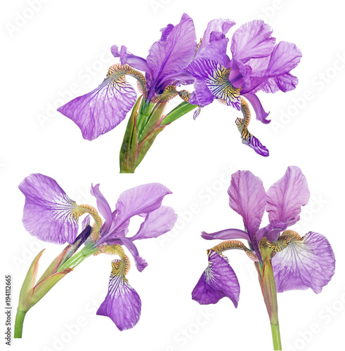 Fototapeta Naklejka Na Ścianę i Meble -  group of lilac iris bloom isolated on white