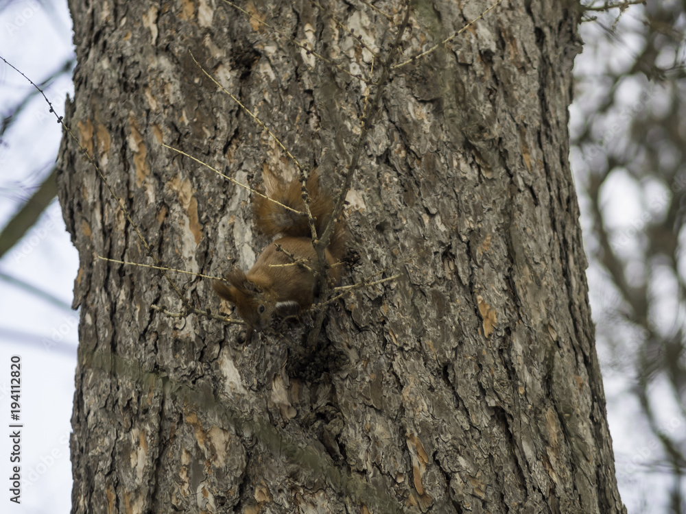 A Eurasian red squirrel playing in the snow in Lviv, Ukraine A Eurasian red squirrel playing in the snow in Lviv, Ukraine