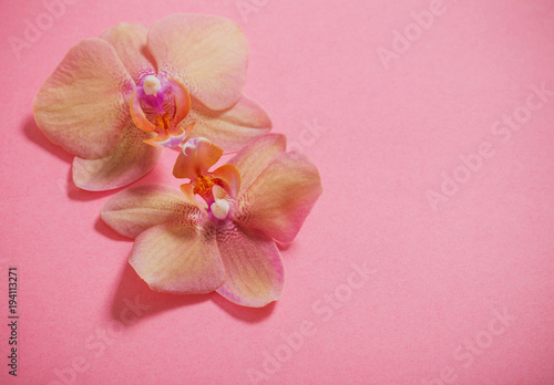 orchids on pink background