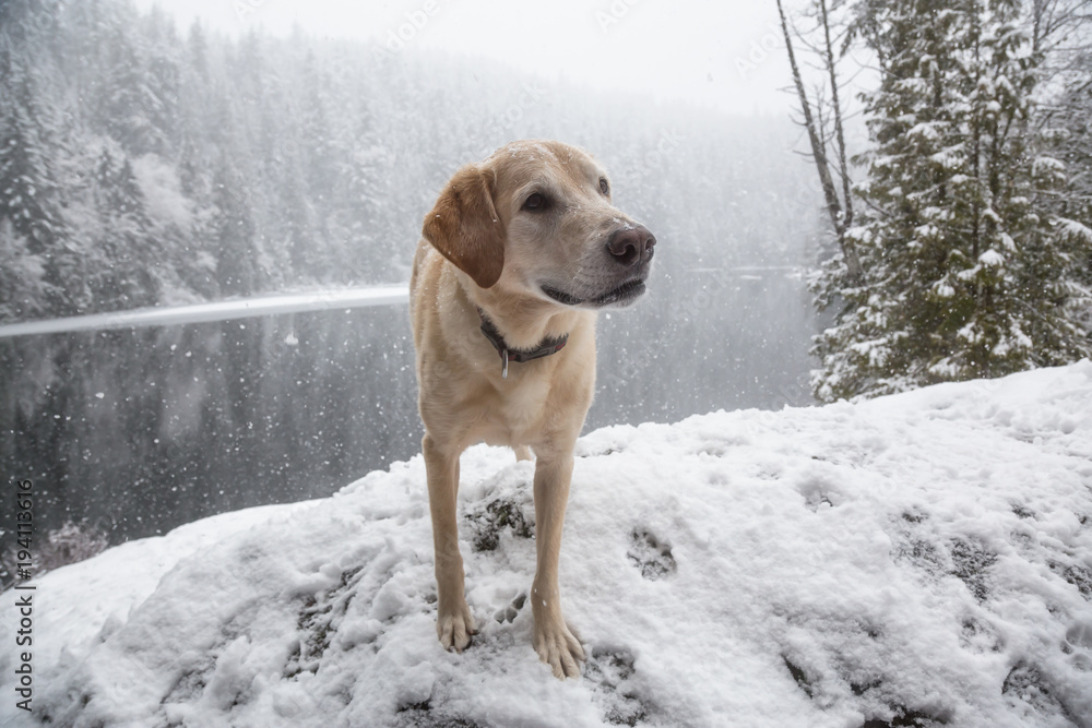 Golden Retriever outside in the snow. Taken in Brohm Lake, near Squamish and Whistler, North of Vancouver, British Columbia, Canada. Golden Retriever outside in the snow. Taken in Brohm Lake, near Squamish and Whistler, North of Vancouver, British Columbia, Canada.