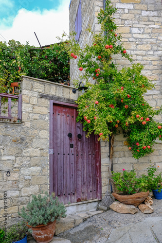 Pomegrante tree with fruit outside closed wooden doors to walled garden.