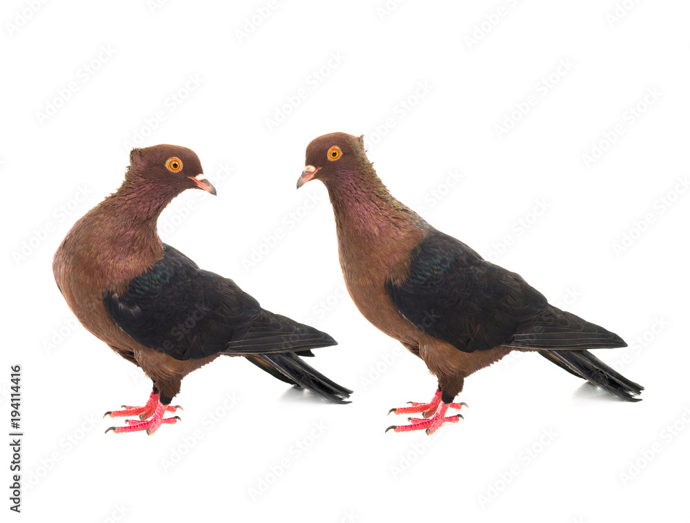 Obraz premium two brown dove