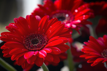 Handdoek met foto Gerbera Rode gerbera macro opname  © katrin_timoff