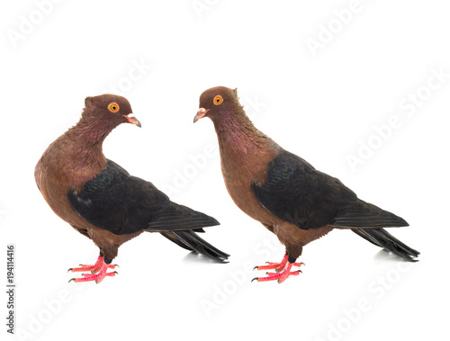 two brown dove