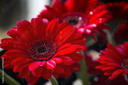 Photographie Red gerbera daisy; macro