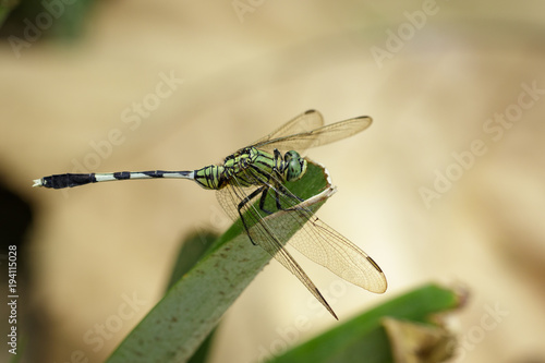 Image of green skimmer dragonfly(Orthetrum sabina) on green leaves. Insect. Animal