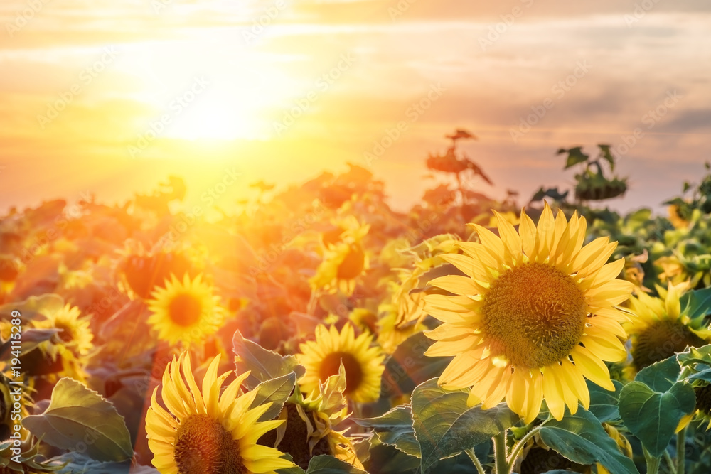 Fototapeta premium A blossoming sunflower flower close-up