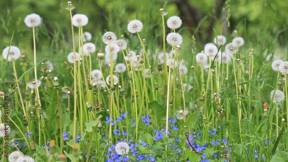 Glade Spring Dandelions Glade Spring Dandelions