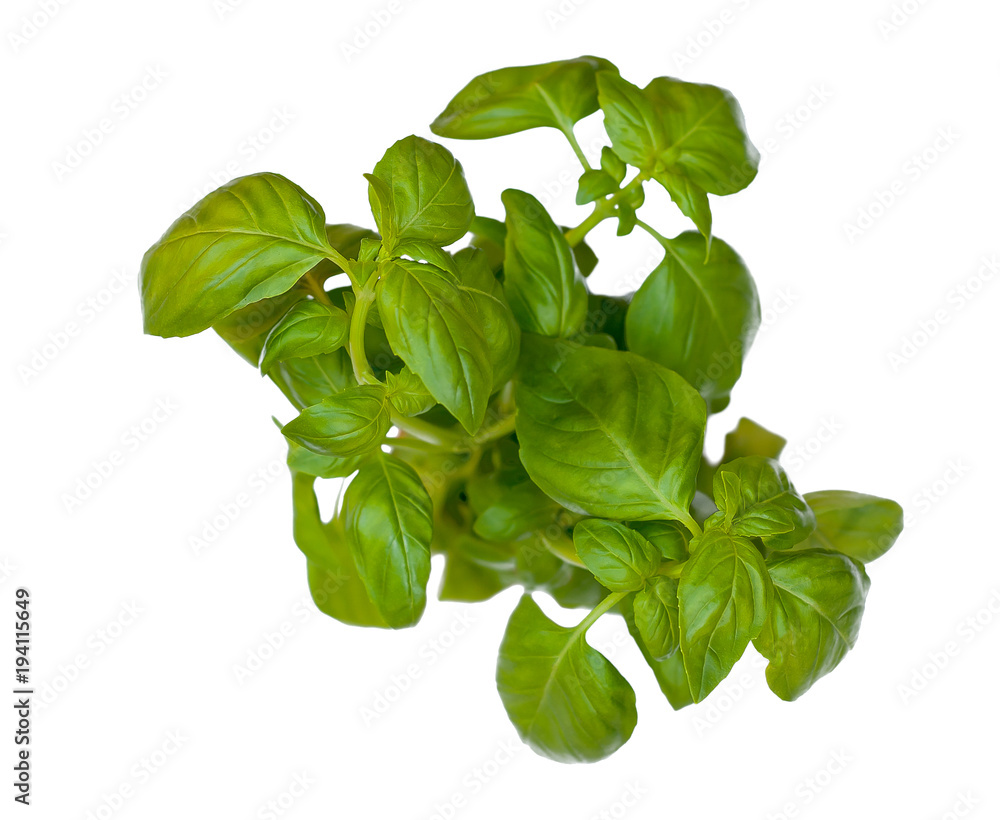 Fresh green basil isolated on white background Fresh green basil isolated on white background