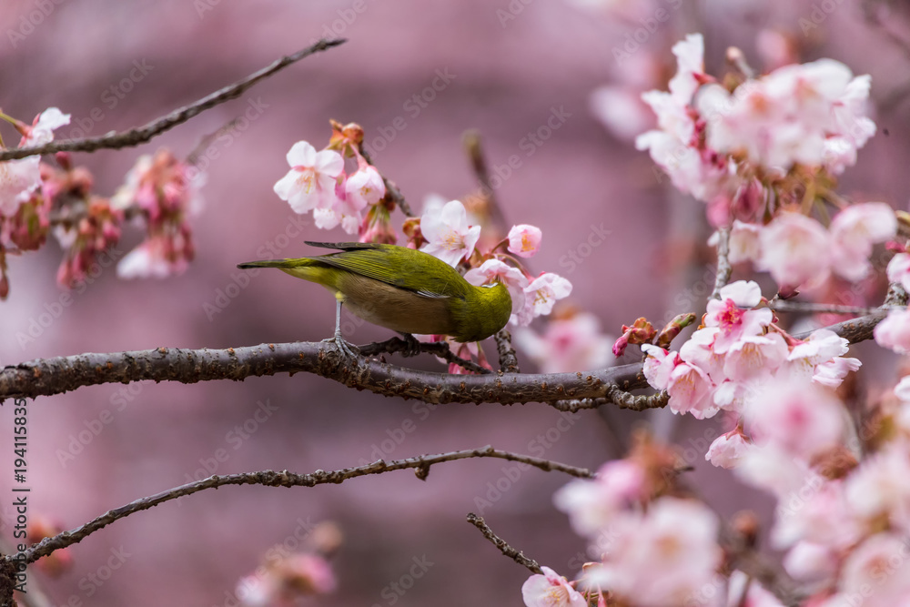 The Japanese White-eye.The background is cherry blossoms(Japanese name is Kanzakura). Located in Tokyo Prefecture Japan. The Japanese White-eye.The background is cherry blossoms(Japanese name is Kanzakura). Located in Tokyo Prefecture Japan.