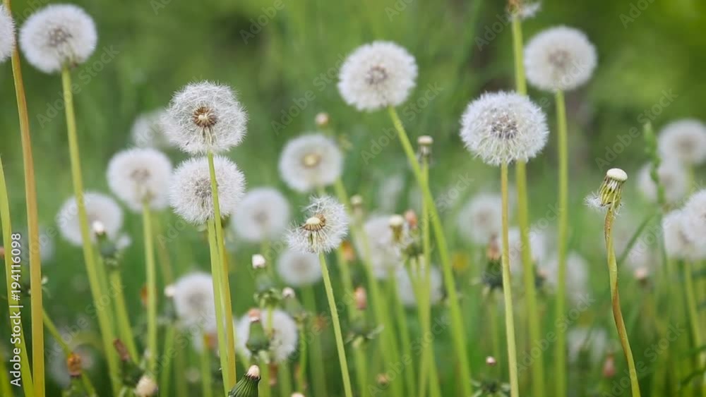 Glade Spring Dandelions Glade Spring Dandelions
