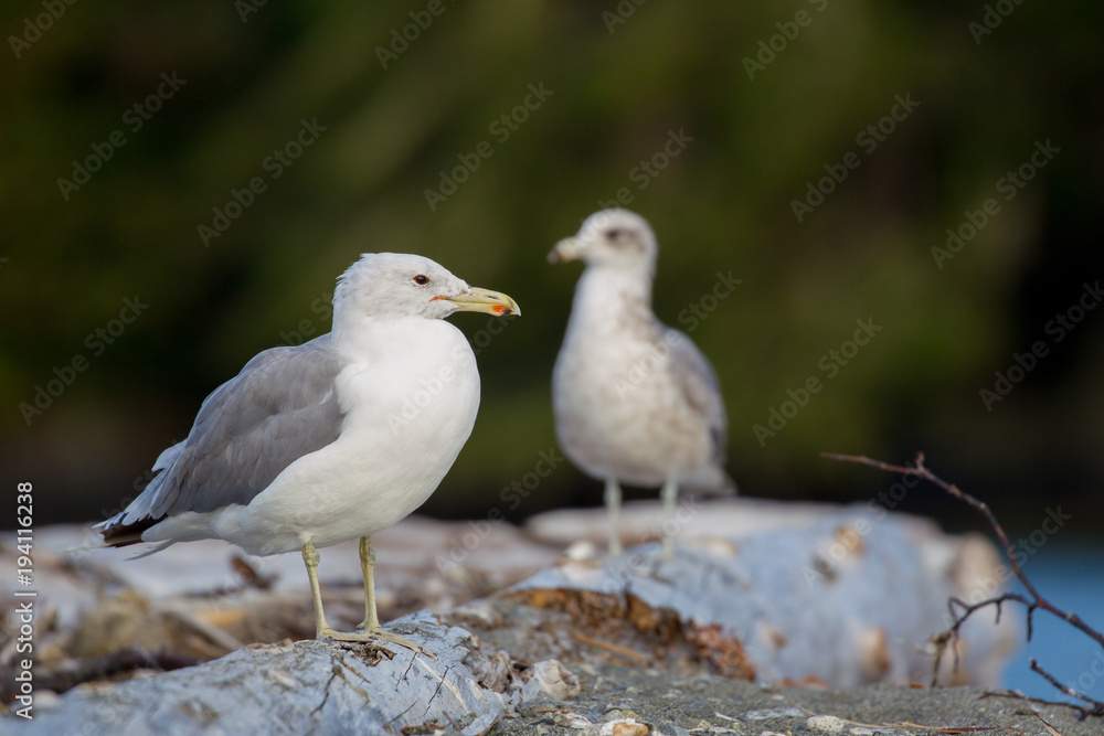 Heringsmöwe (Larus fuscus) am Strand von Port Renfrew auf Vancouver Island, British Columbia, Kanada. Heringsmöwe (Larus fuscus) am Strand von Port Renfrew auf Vancouver Island, British Columbia, Kanada.