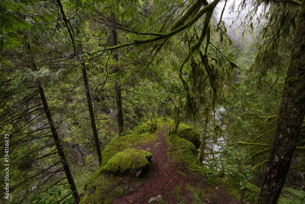 Beautiful view of the rain forest during a wet winter day. Taken in Capilano Canyon, North Vancouver, BC, Canada. Beautiful view of the rain forest during a wet winter day. Taken in Capilano Canyon, North Vancouver, BC, Canada.