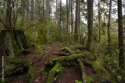 Beautiful view of the rain forest during a wet winter day. Taken in Capilano Canyon, North Vancouver, BC, Canada.