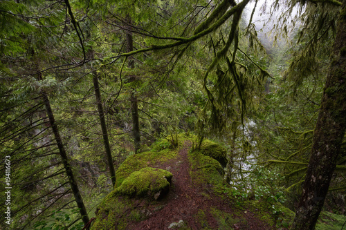 Beautiful view of the rain forest during a wet winter day. Taken in Capilano Canyon, North Vancouver, BC, Canada.