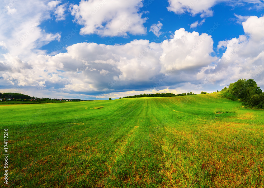Fototapeta premium Field of green grass and blue sky with cumulus clouds. Rural landscape. Summer day in the countryside.