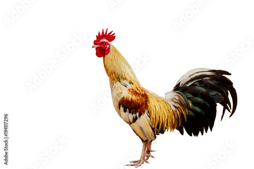 rooster isolated on white background with clipping path.