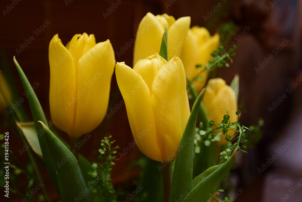 tulip tulip