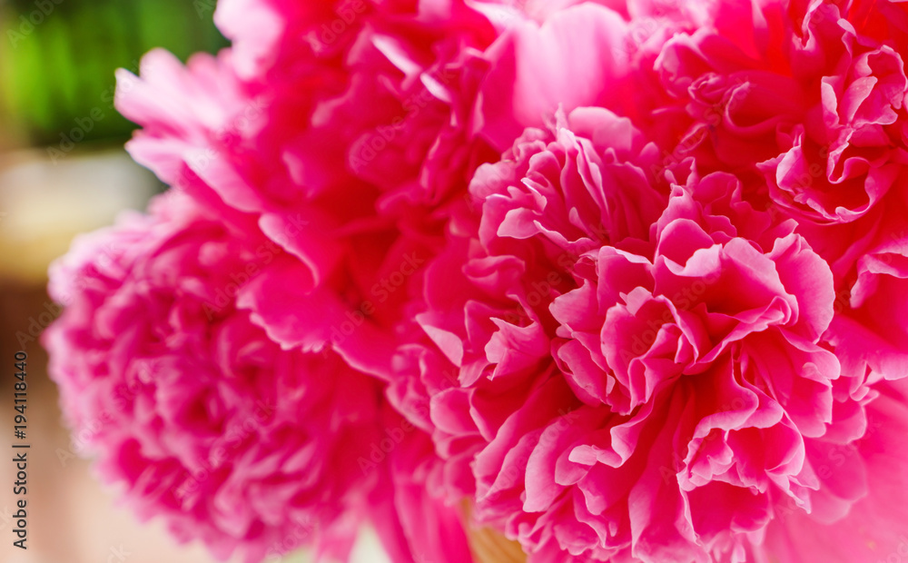 nice peonies nice peonies