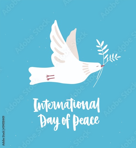 White dove, pigeon or bird flying and carrying olive branch