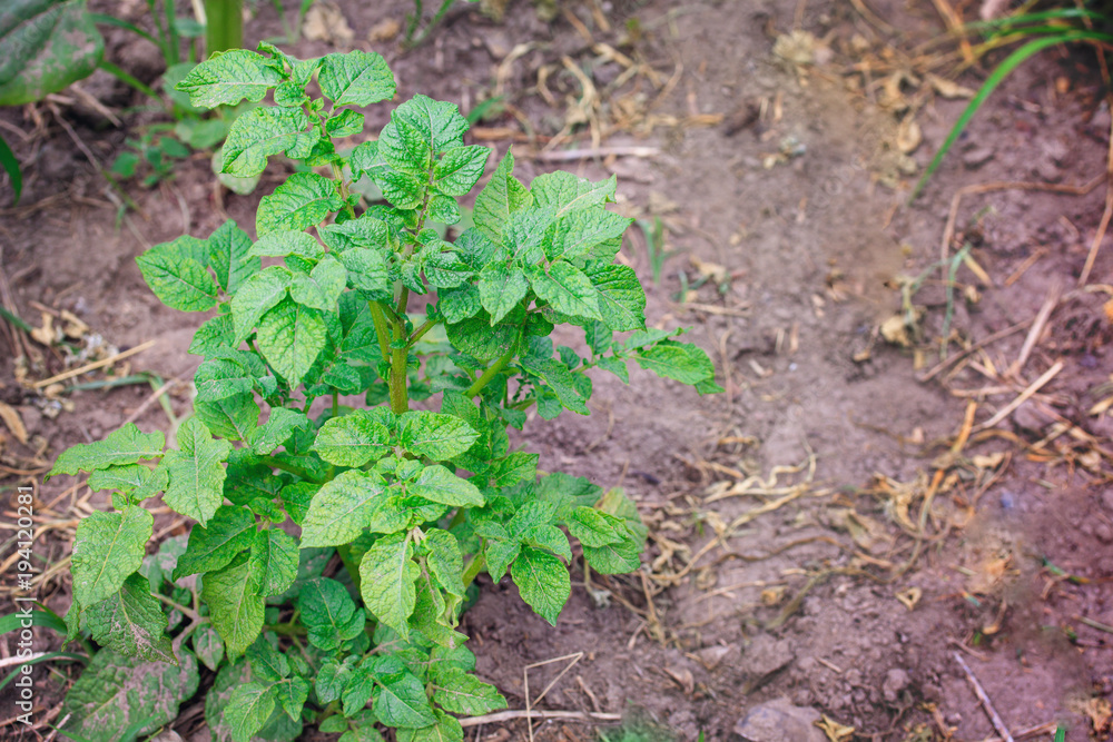 Healthy young potato plant in organic garden. Healthy young potato plant in organic garden.