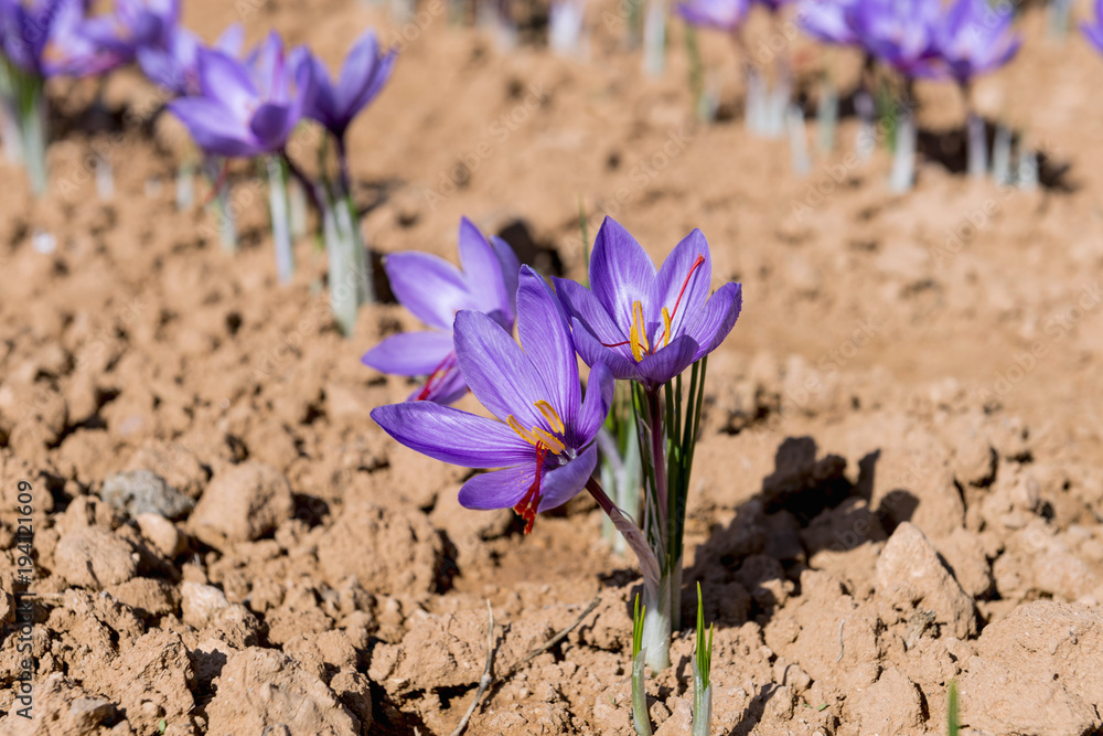 Field of saffron, process and manipulation Stock Photo Adobe Stock