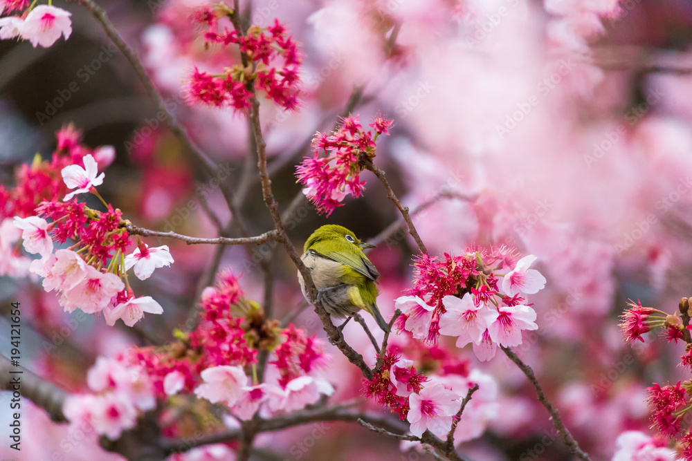 The Japanese White-eye.The background is cherry blossoms(Japanese name is Kanzakura). Located in Tokyo Prefecture Japan. The Japanese White-eye.The background is cherry blossoms(Japanese name is Kanzakura). Located in Tokyo Prefecture Japan.