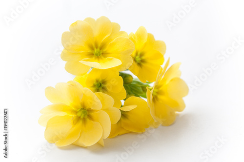 bouquet de primevères jaune sur fond blanc