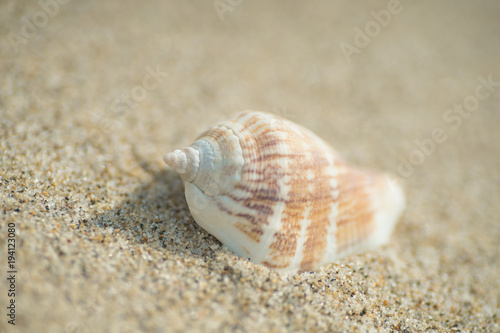 砂浜と貝殻 