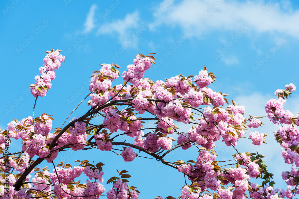Flowering cherry on background of blue sky on sunny day