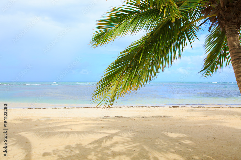 Palm tree on white tropical beach. Travel background.