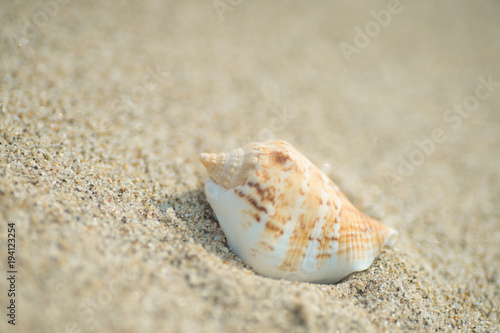 砂浜と貝殻 
