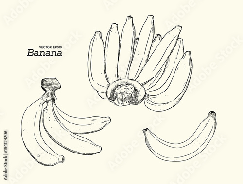 Vector Set of Line-Art Bananas. Overripe Banana, Single Banana ,hand rdaw sketch vector.