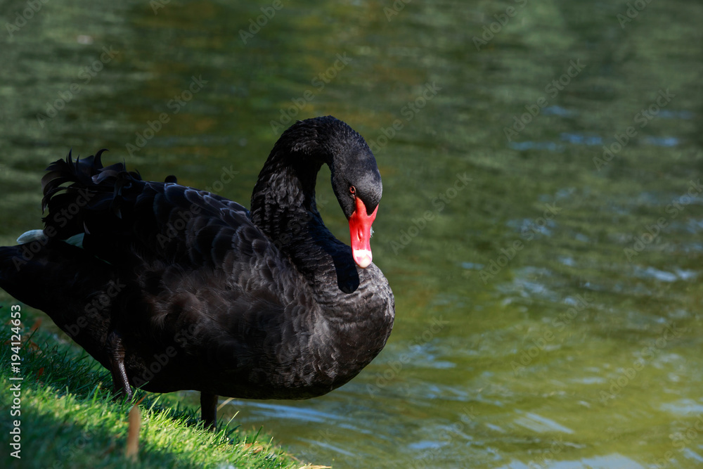 beautiful black swan beautiful black swan