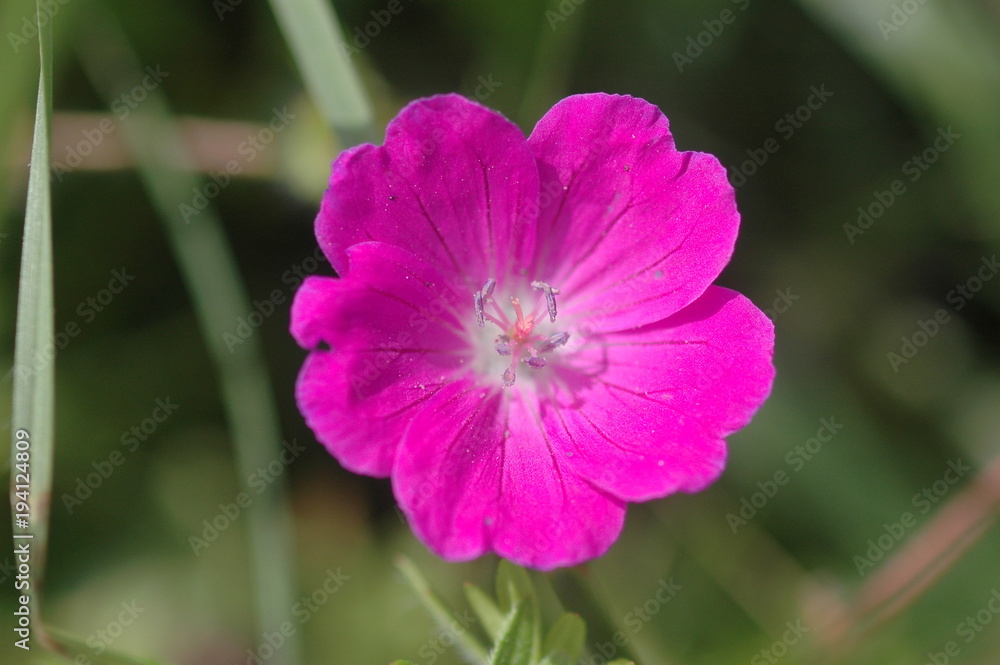 Storchenschnabel, rosa Blüte mit weißem Inneren, pinke Blüte 5 Blütenblätter, Detail, Macro Storchenschnabel, rosa Blüte mit weißem Inneren, pinke Blüte 5 Blütenblätter, Detail, Macro