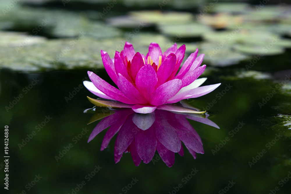 Lotus flower or water lily flowers blooming in the pond. Lotus flower or water lily flowers blooming in the pond.