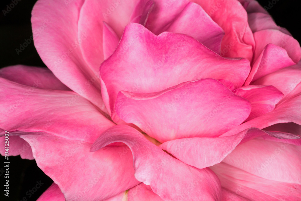 Pink rose. Close-up photo. Pink rose. Close-up photo.